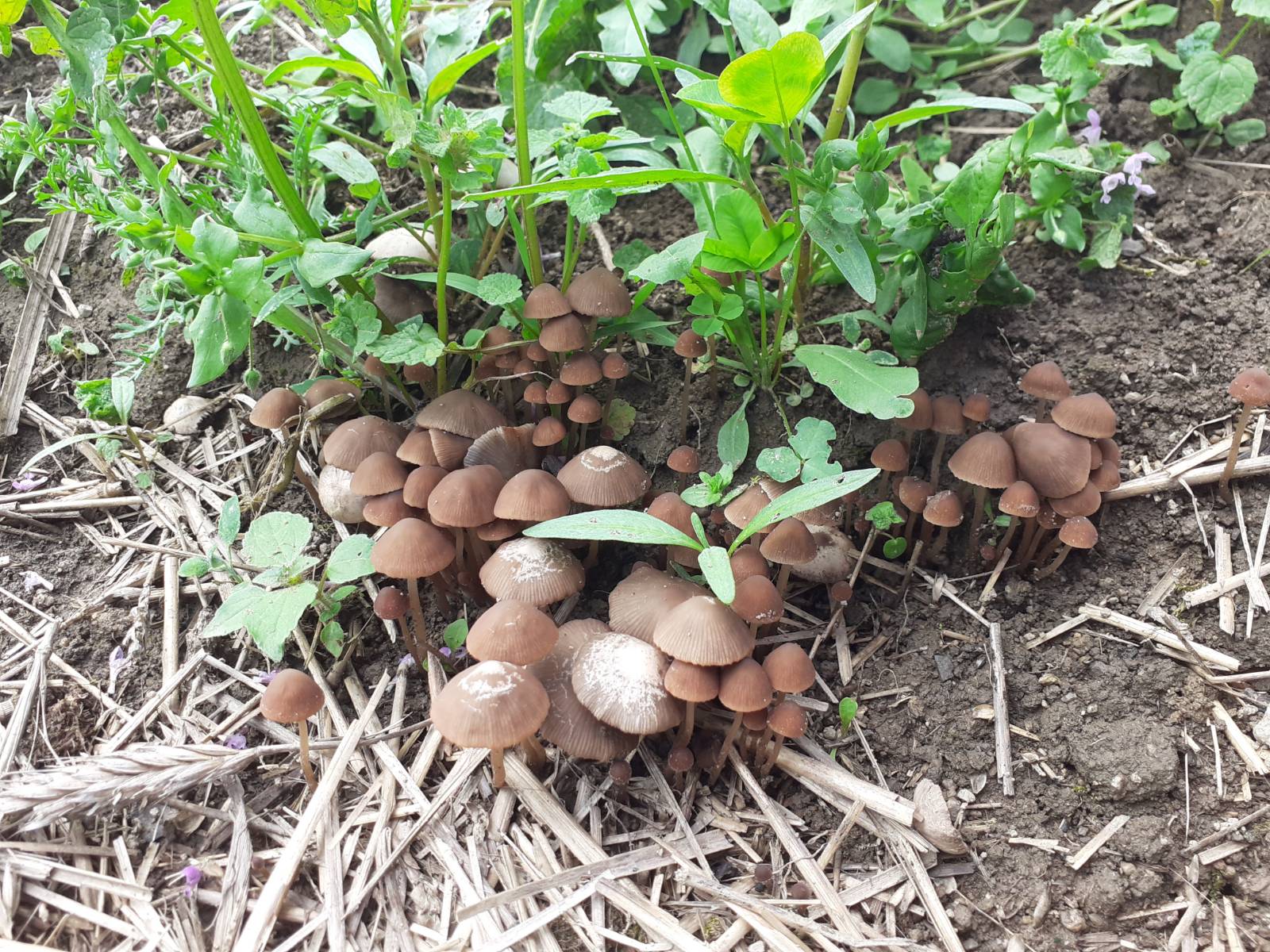 Faszination Fungi