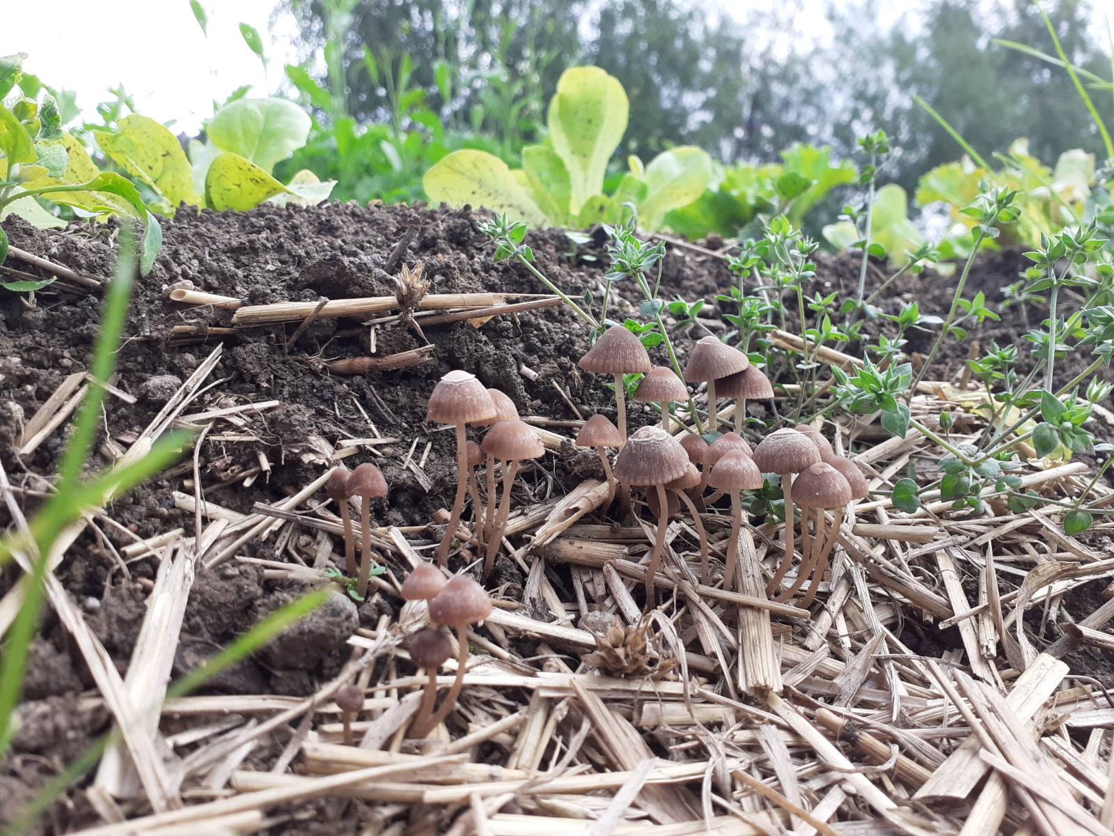 Helfende Wesen: die Pilze.