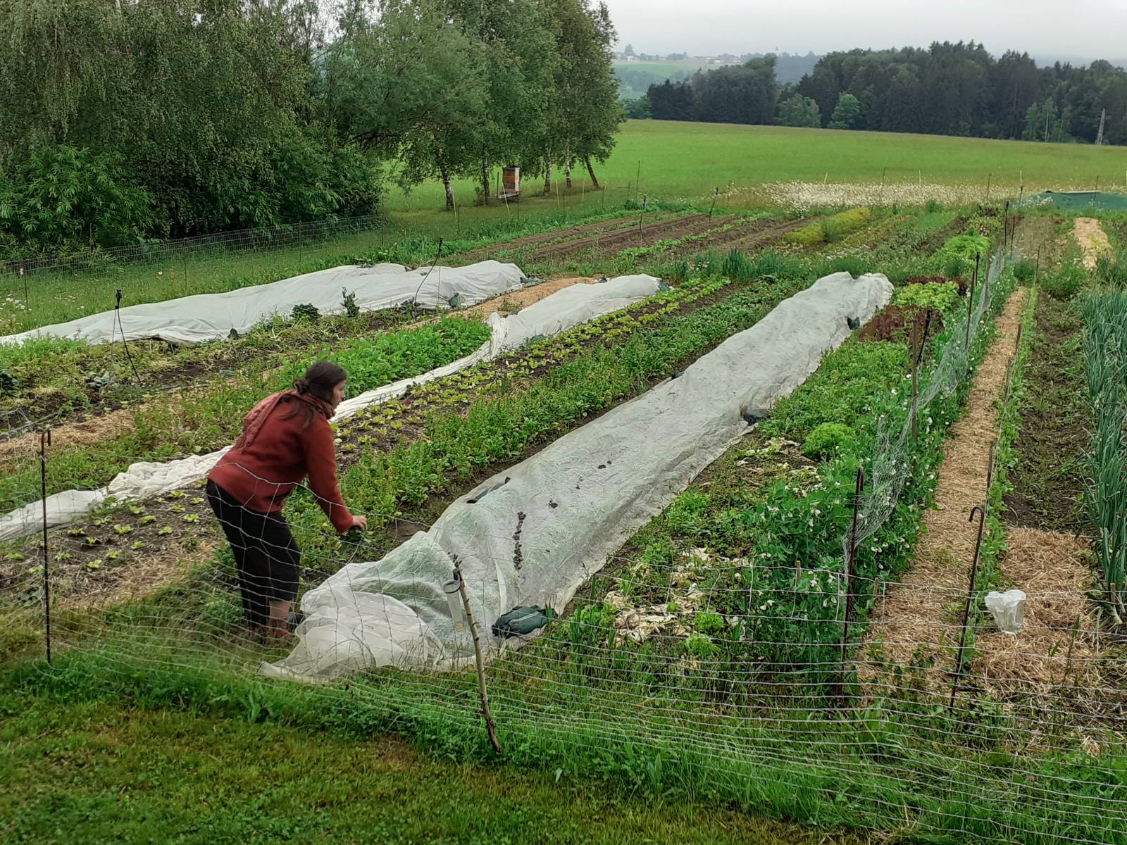 Handarbeit am nassen Feld