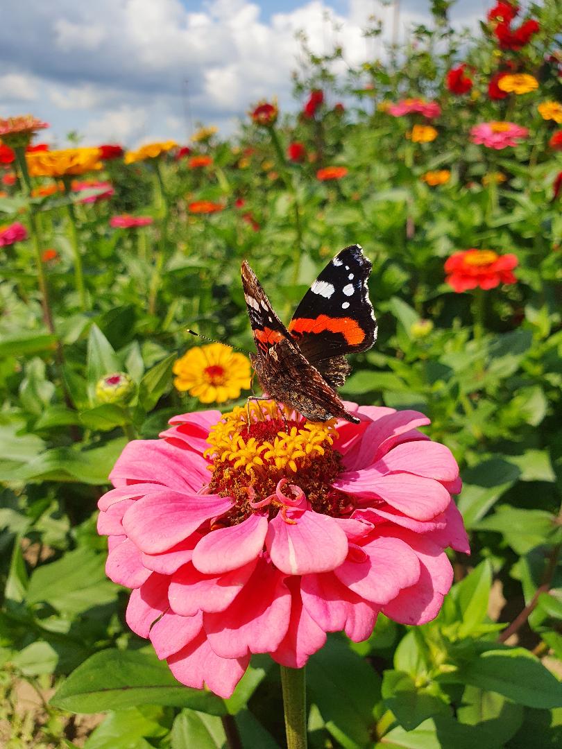 Insektenparadies