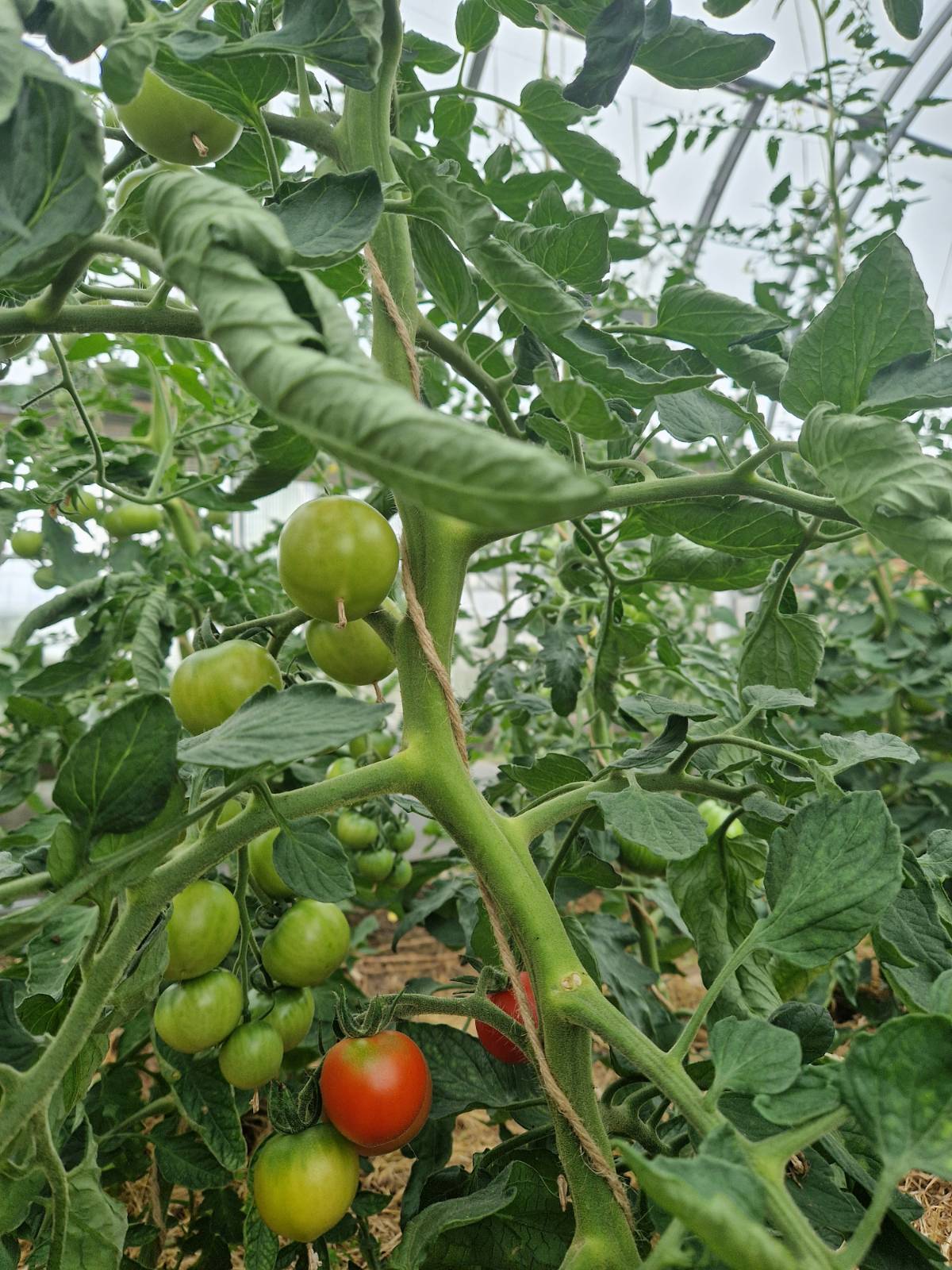Herausforderungen gemeinsam tragen!  … und wie man Paradeiser gesund hält.
